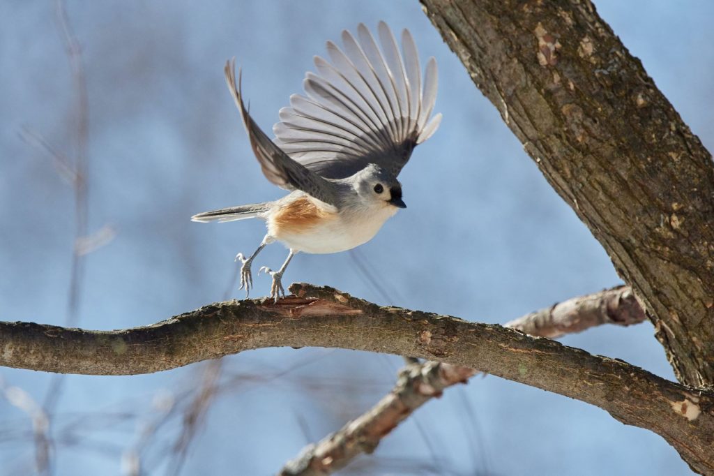 Birdwatching with kids - bird flying