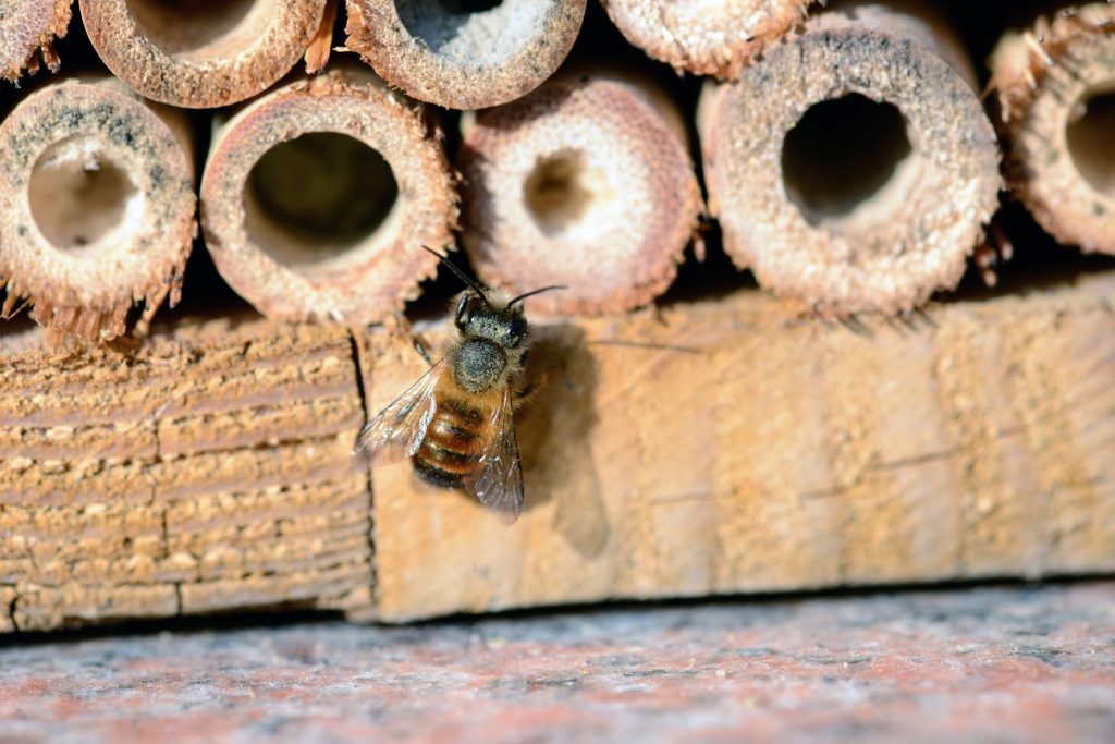 Building an insect hotel with kids