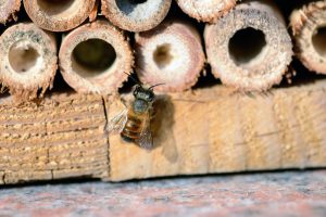Building an insect hotel with kids