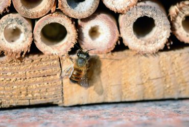 How to build an insect hotel with kids